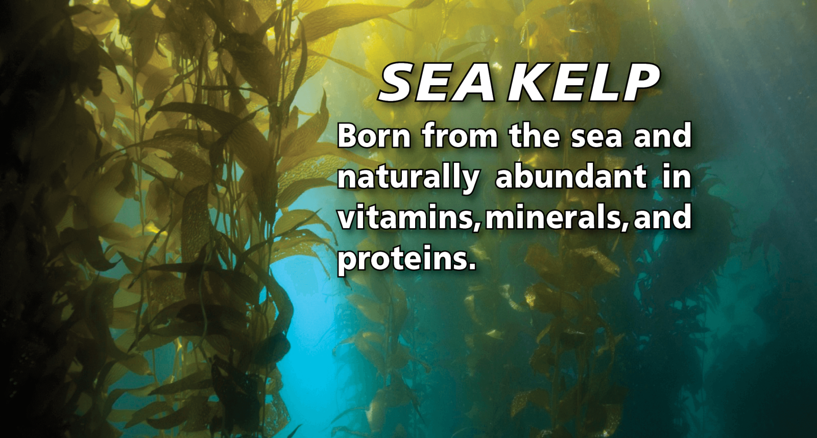 Image result for Natural Factors, Liquid Kelp